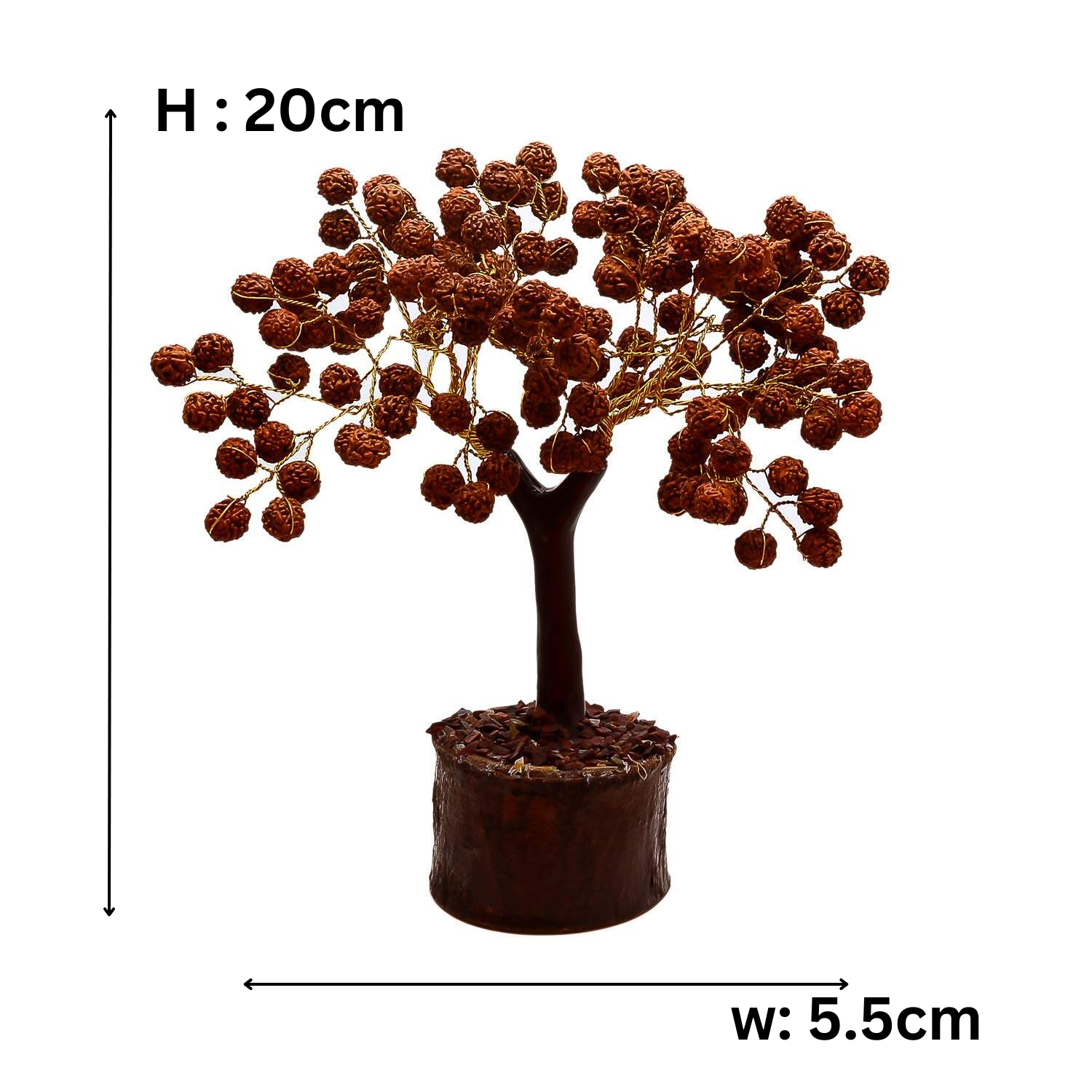 Ruduraksha Tree - Natural 5 face Rudraksha Tree
