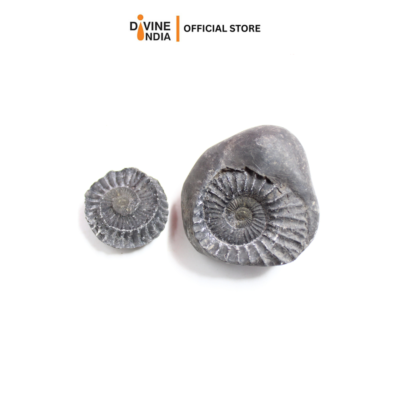 Rare Natural Lakshmi Narayanam Shaligram ji Stone from Gandaki River Nepal - Set of 2 Pieces