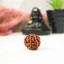 Original Ganesha Rudraksha from Nepal with Certificate