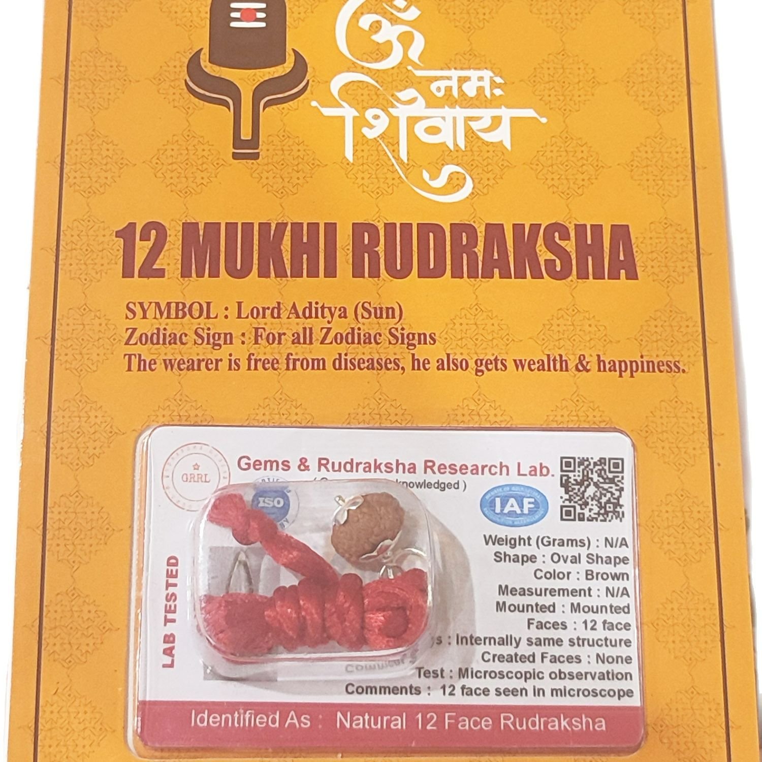 12 Mukhi (12 Face Rudraksha) Lab Certified Original Rudraksha Bead with Red Thread - Image 6