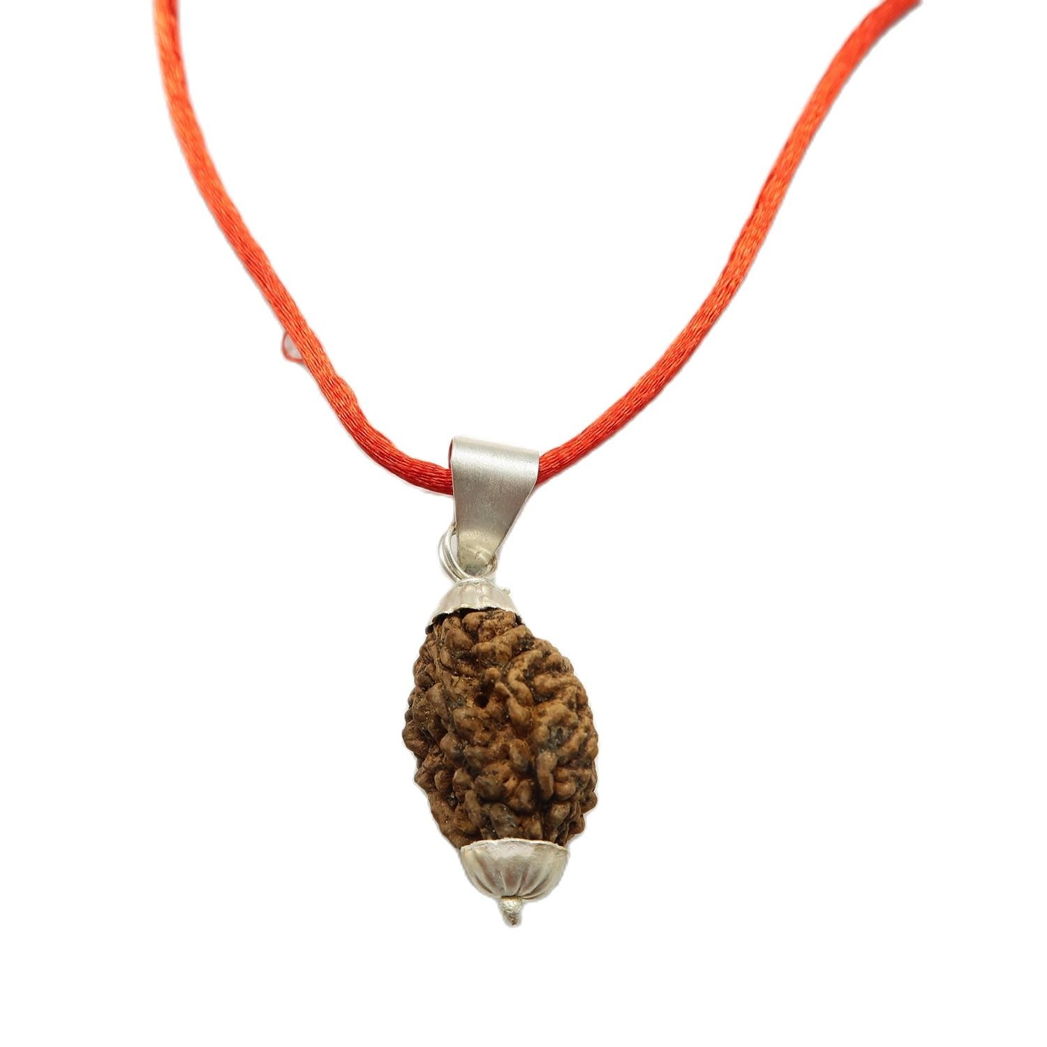 2 Mukhi (2 Face Rudraksha) Lab Certified Original Rudraksha necklace Bead with Red Thread - Image 2