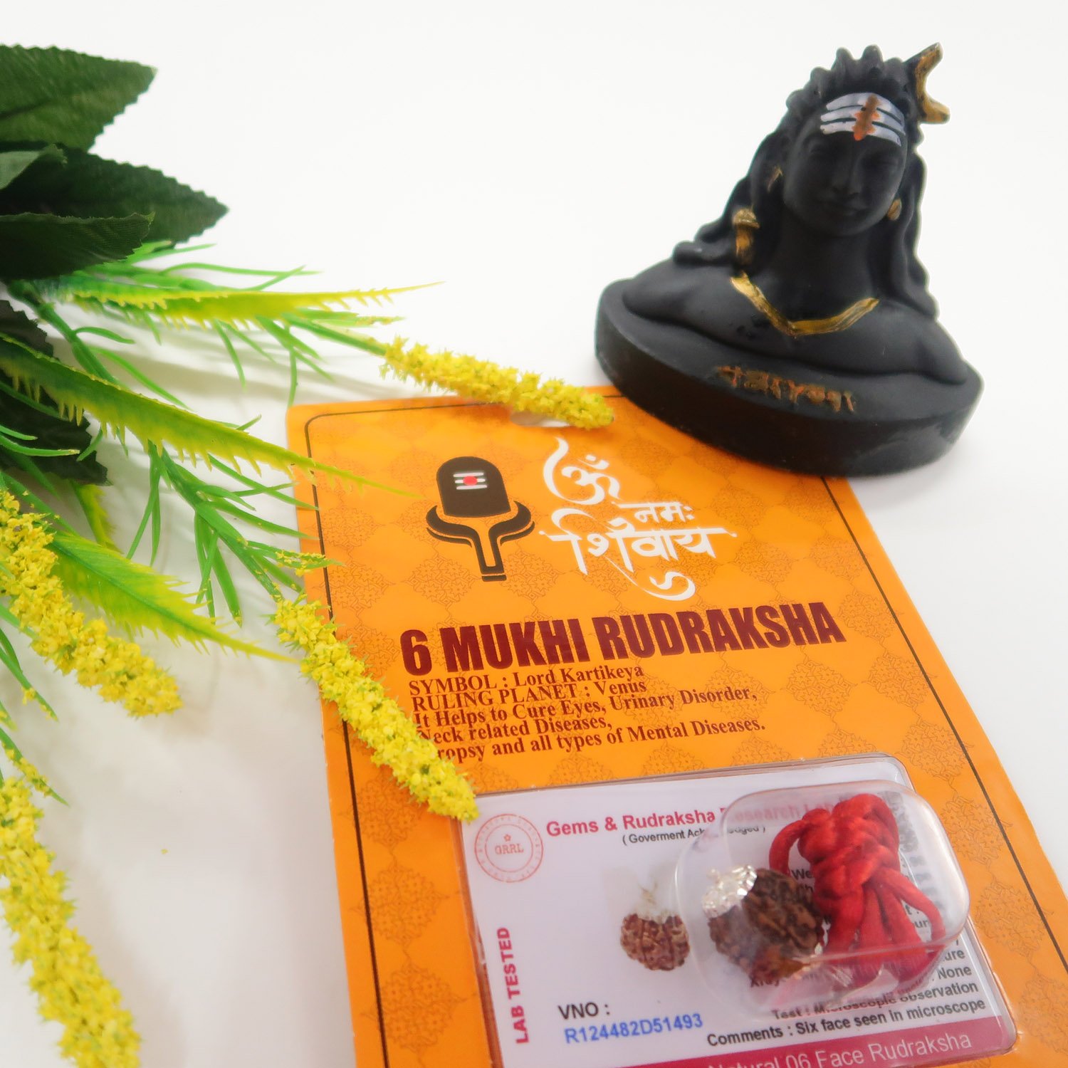 6 Mukhi (6 Face Rudraksha) Lab Certified Original Rudraksha Bead with Red Thread - Image 7