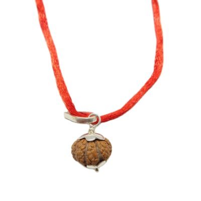 12 Mukhi (12 Face Rudraksha) Lab Certified Original Rudraksha Bead with Red Thread