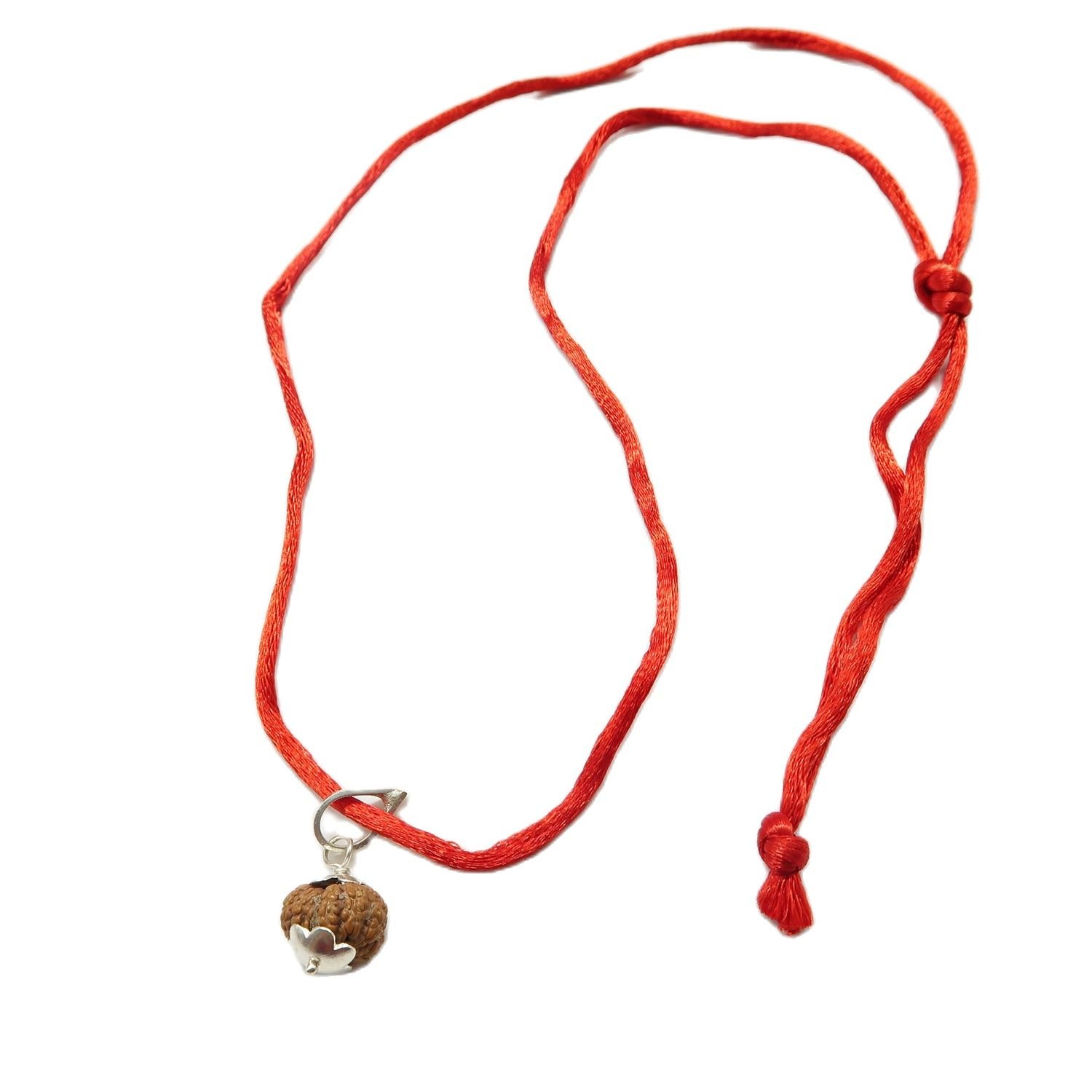 12 Mukhi (12 Face Rudraksha) Lab Certified Original Rudraksha Bead with Red Thread - Image 3