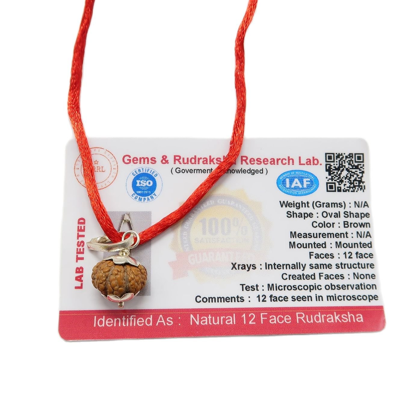 12 Mukhi (12 Face Rudraksha) Lab Certified Original Rudraksha Bead with Red Thread - Image 2