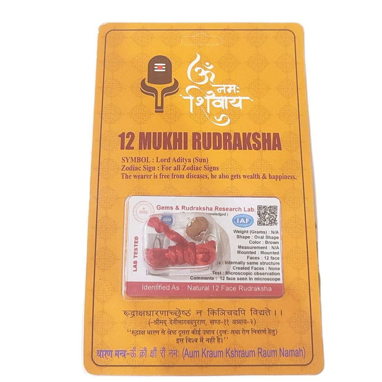 12 Mukhi (12 Face Rudraksha) Lab Certified Original Rudraksha Bead with Red Thread - Image 4